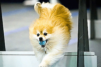 Send the webmaster your submissions for this spot! We will regularly change the cover dog to showcase our canine flyball athletes! Click this picture to read about the cover dog and submit YOUR dog's photo! Photo by Castoways Photography.