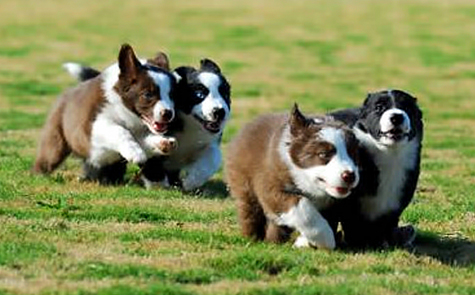 In this puppy group shot from 2007, seven week old Sonic x Badger puppies showed their competitive spirit at an early age. From left to right: Trigger (Angie Smith), Fury (Allison Stroud), Rumble (Karen Erz), and Spirit (Sylvia Olson).  Rumble and Spirit are currently tearing up the racing lanes on Top Dog Racers. Photo by Chris Smith, Agile Images.